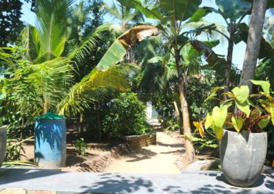 Villa Svara - Gallery - Back Garden Banana and Coconut Trees